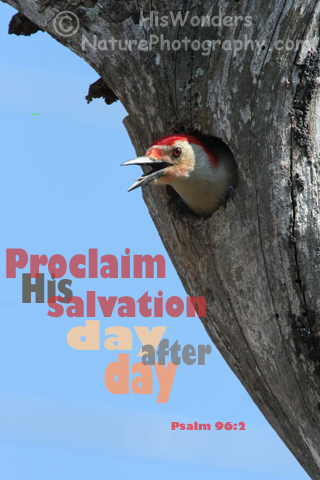 Red-bellied Woodpecker calling