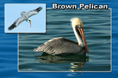 brown pelican postcard