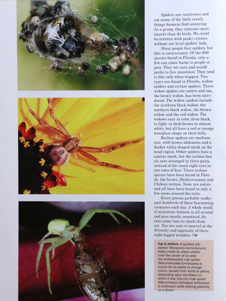 florida spider pg5