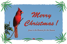 Christmas Postcard Cardinal
